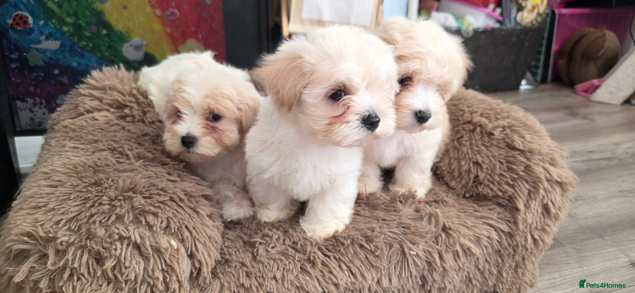 Bichon Frise dogs 2 males and 1 female ready to go  - Advert 1