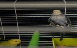 Budgerigars birds for sale: Pair of budgies and cage  - Image 4