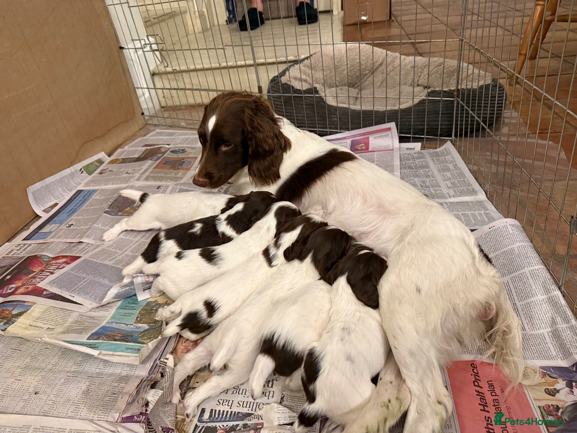 English Springer Spaniel dogs English Springer Spaniel pups, KC registered  - Advert 1
