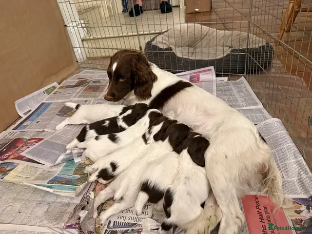 English Springer Spaniel dogs for sale: English Springer Spaniel pups, KC registered - Advert 1