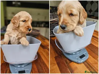 Goldendoodle dogs Goldendoodle puppies - Advert 5