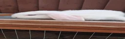 Mini Lop rabbits for sale: Purebred Minilops available to Reserve - Advert 6