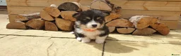 Welsh Corgi Pembroke dogs for sale: 8 Beautiful Kc Welsh Corgi puppies ready soon... - Advert 21