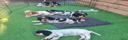 Cocker Spaniel dogs for sale: 🏡UNIQUE SHOW COCKER SPANIELS PUPPIES 🐶  - Advert 7