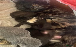 Domestic Shorthair cats for sale: 3 4 month old kittens available for pickup ASAP - Image 13