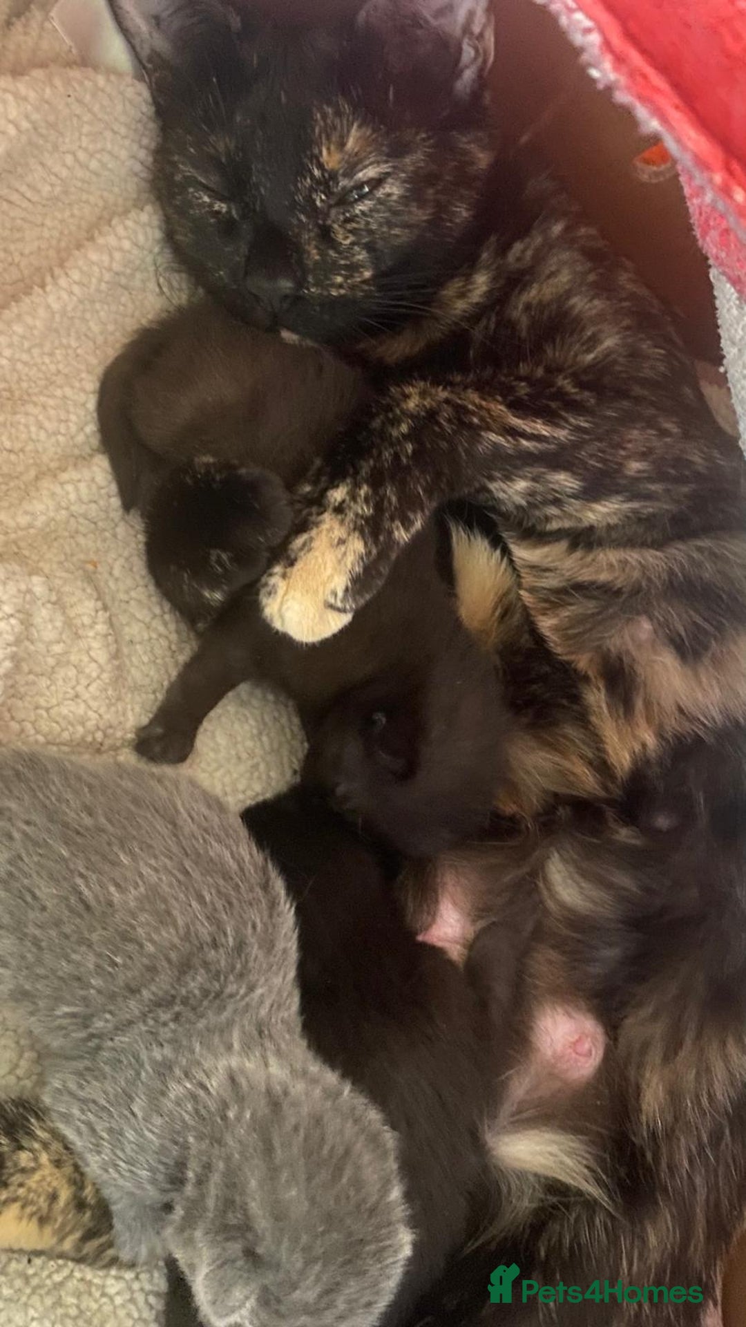 Domestic Shorthair cats for sale: 3 4 month old kittens available for pickup ASAP - Image 13