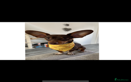 Mixed Breed dogs for sale: Ozzie (aka Weenie) - Miniature Dachshund Cross  - Image 1