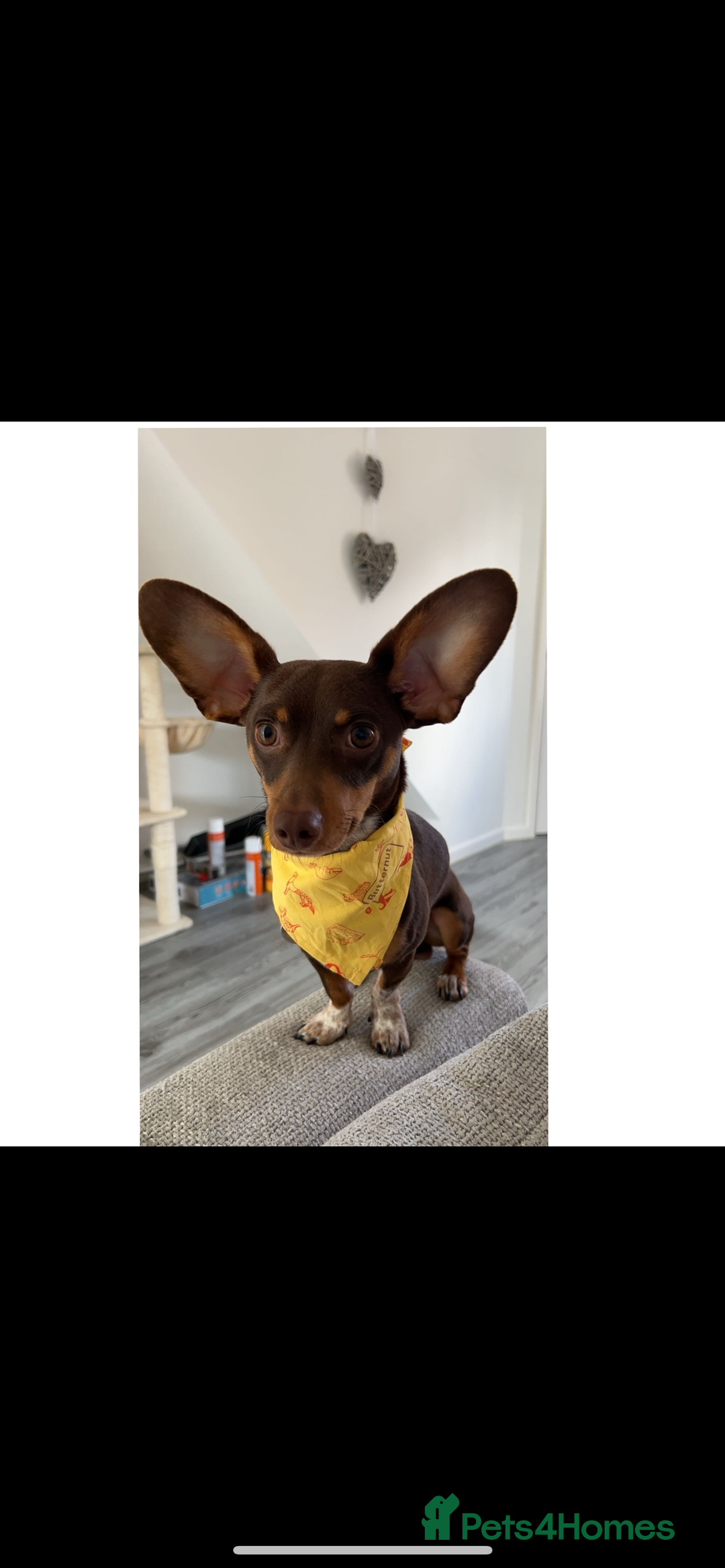 Mixed Breed dogs for sale: Ozzie (aka Weenie) - Miniature Dachshund Cross  - Image 1