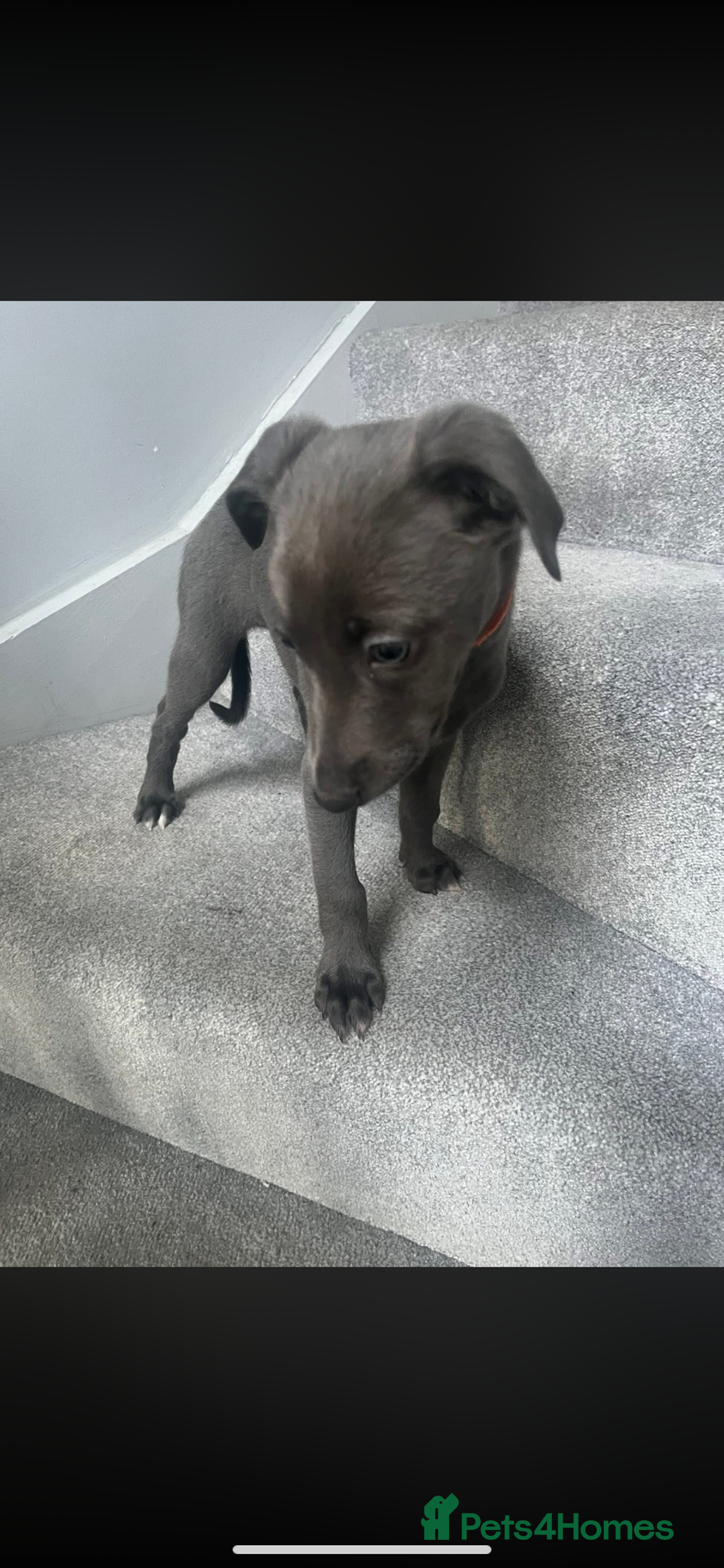 Mixed Breed dogs for sale: Bedlington whippet  - Advert 8