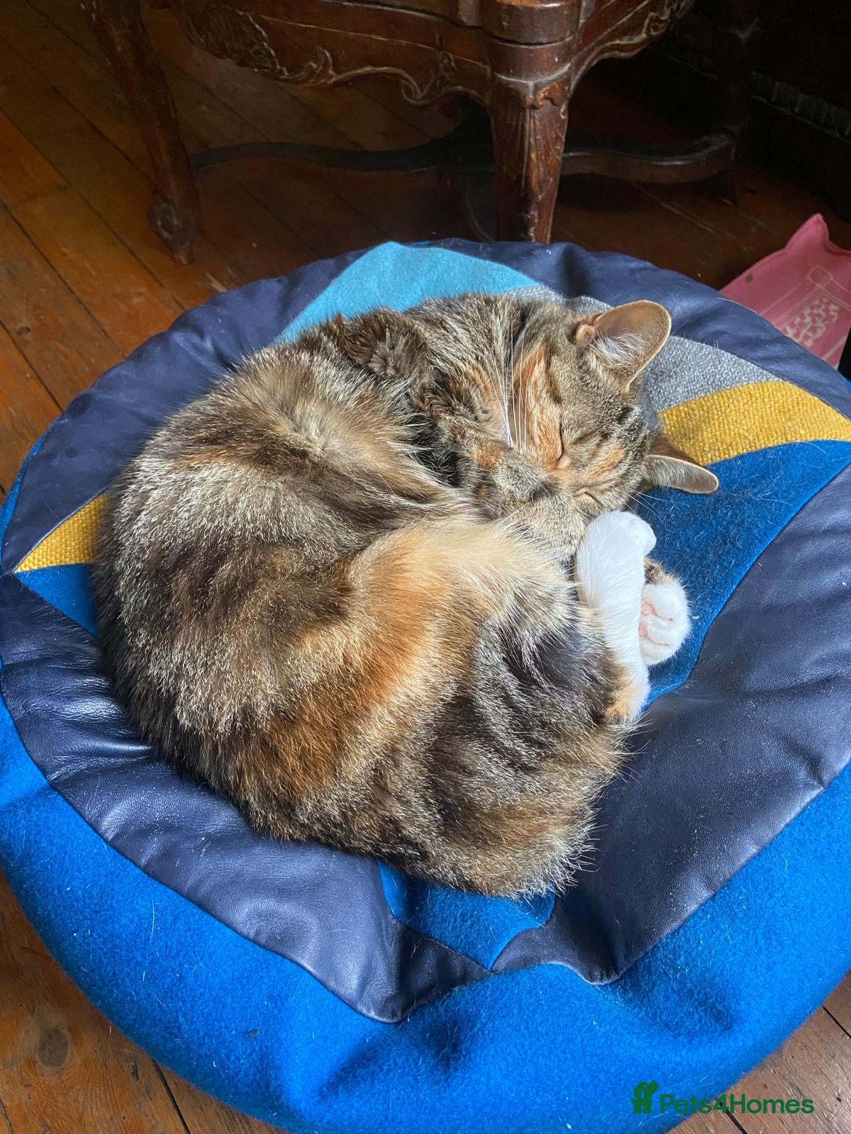 Mixed Breed cats for sale: Free: Tigrina and Ombra, sweet and playful sisters - Advert 13