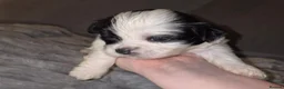 Lhasa Apso dogs for sale: Beautiful KC Registered Lhasa Apso Puppies - Advert 30