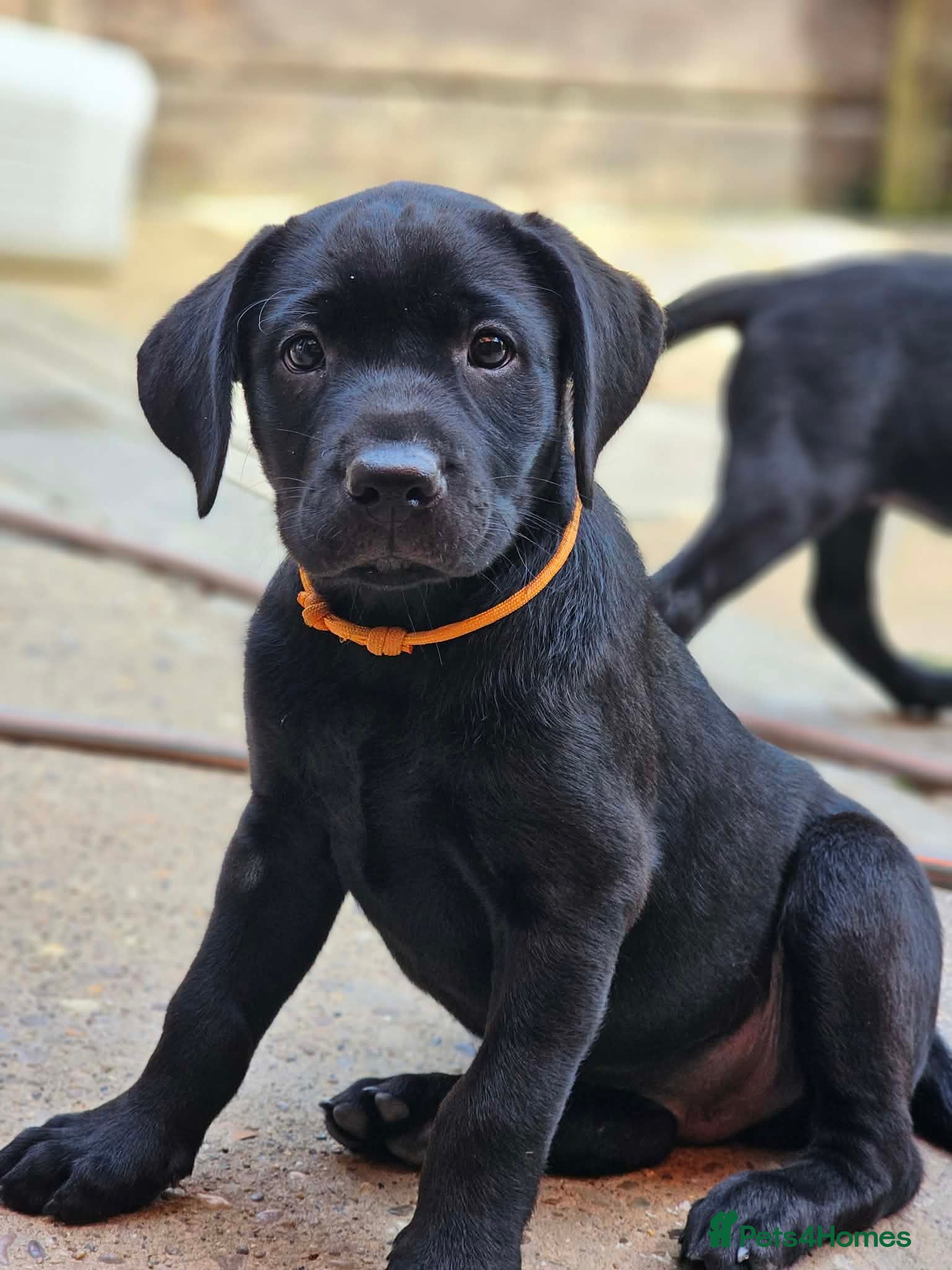 Labrador Retriever dogs Kc labrador puppy - Advert 7