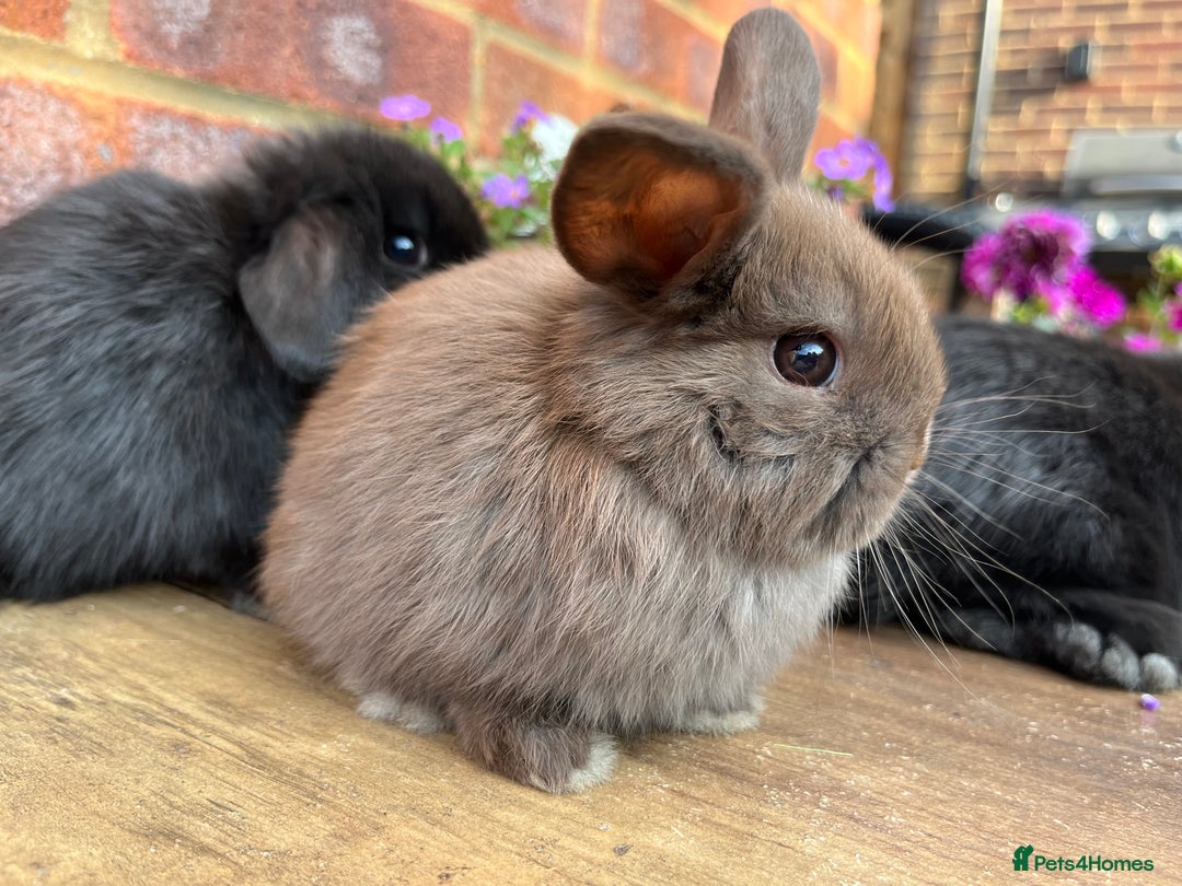 Mini Lop rabbits for sale: Mini lop babies RTL 2nd September - Image 13