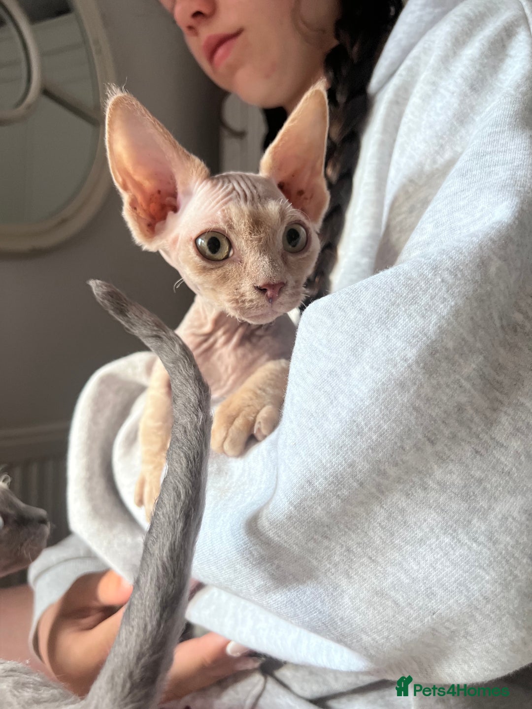Devon Rex cats for sale: Ready now GCCF outstanding Devon Rex kittens  - Image 13