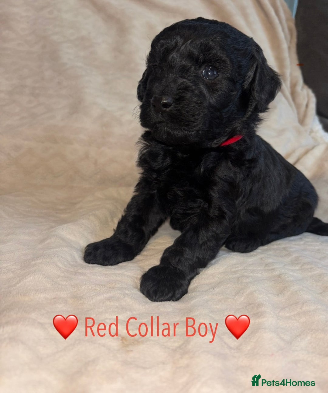 Cavapoo dogs for sale: 🐶 F1 CAVAPOO PUPPIES HEALTH TESTED PARENTS 🐶 - Advert 26