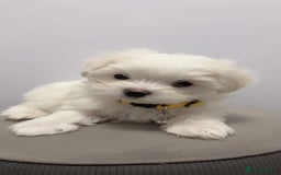 Maltese dogs for sale: 🐶 Adorable Male Maltese Puppies for Sale 🐾 - Image 4