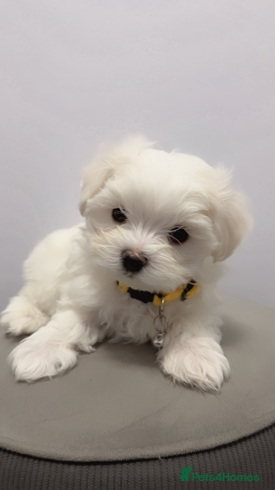 Maltese dogs for sale: 🐶 Adorable Male Maltese Puppies for Sale 🐾 - Image 4