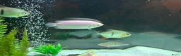 Other/Mixed Breed fish for sale: Tropical fish  in Hornchurch - Advert 3