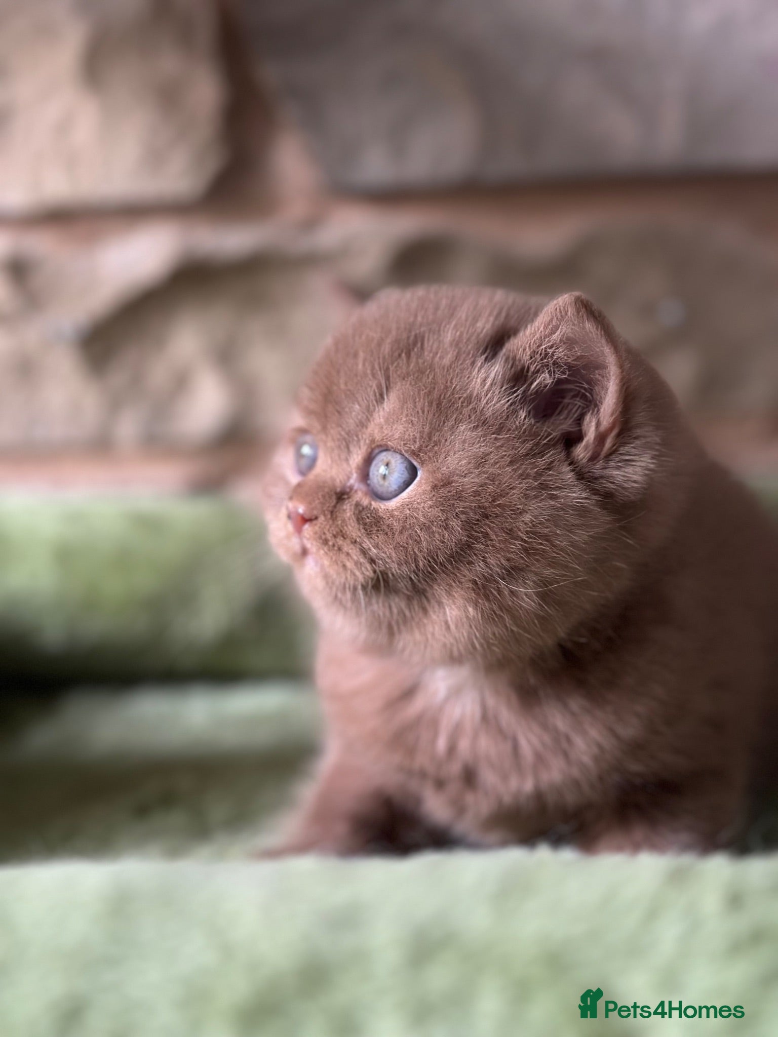 British Shorthair cats Stunning British shorthair kittens  - Advert 2