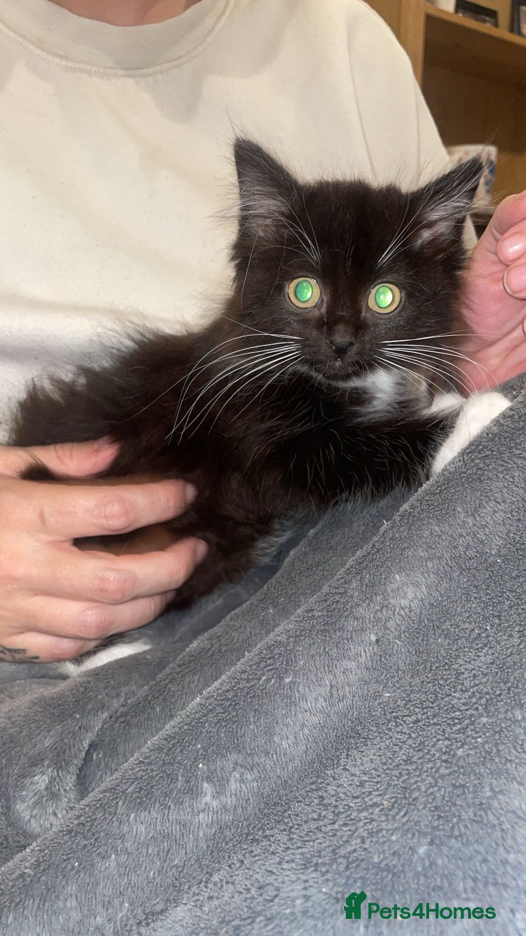 Mixed Breed cats for sale: Last baby girl - Image 2