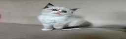 Ragdoll cats for sale: Ragdoll mink, bicolour, mitted - Advert 1