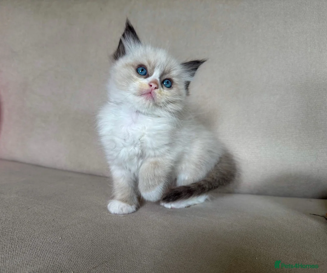 Ragdoll cats for sale: Ragdoll mink, bicolour, mitted - Advert 1