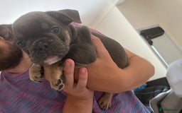 Mixed Breed dogs for sale: Beautiful female puppy ready today  - Image 17