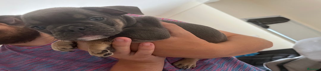Mixed Breed Puppy 3