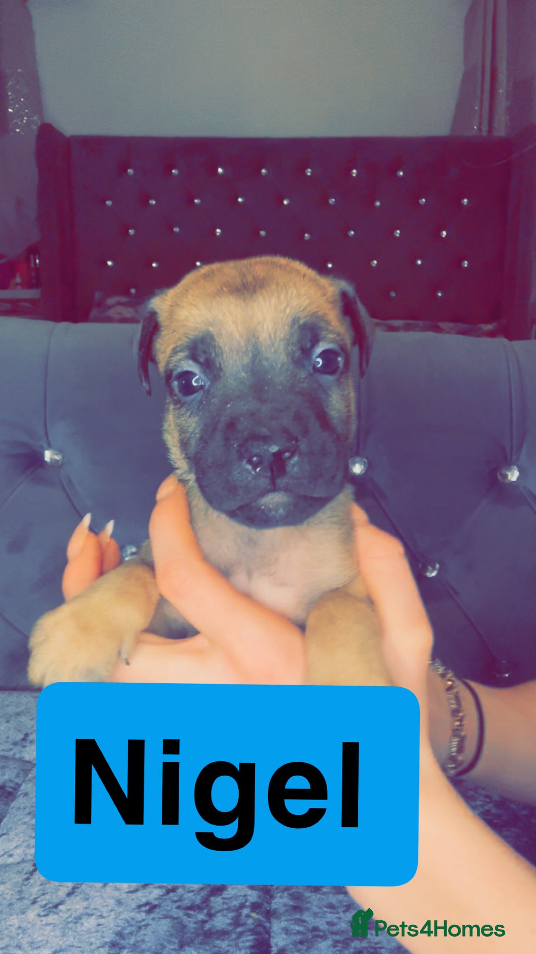 Mixed Breed dogs for sale: Mastiff puppies - Advert 37