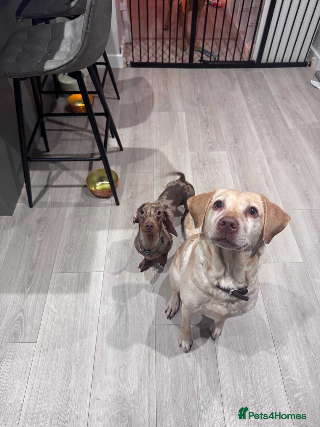 Labrador Retriever dogs for sale: 8 Year old f Labrador and 2 year old m Dachshund - Image 3