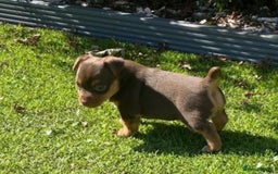 Jack Russell dogs for sale: jack russell girl for sale  - Image 1