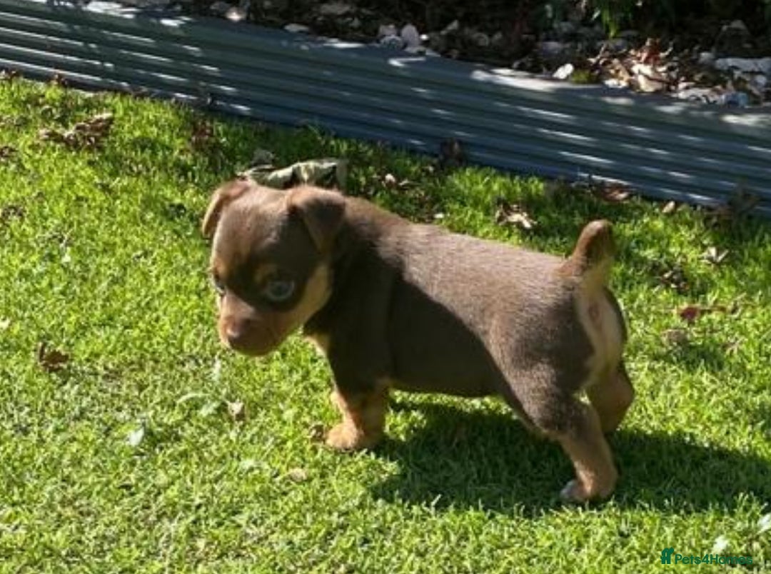 Jack Russell dogs for sale: jack russell girl for sale  - Image 1