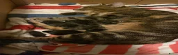 Mixed Breed cats for sale: Tabby and black kittens  in Newton Abbot - Advert 2
