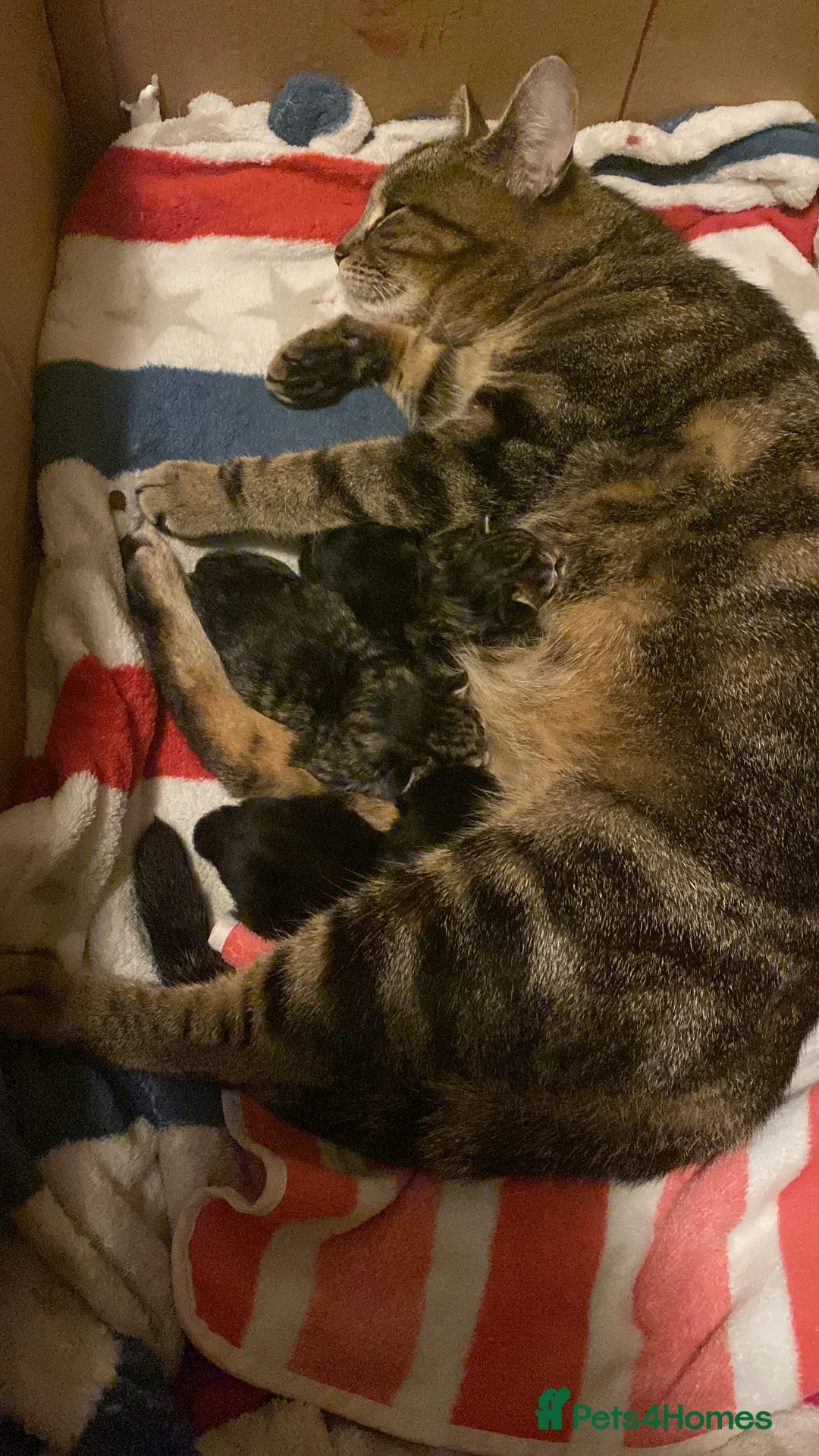 Mixed Breed cats for sale: Tabby and black kittens  in Newton Abbot - Advert 2