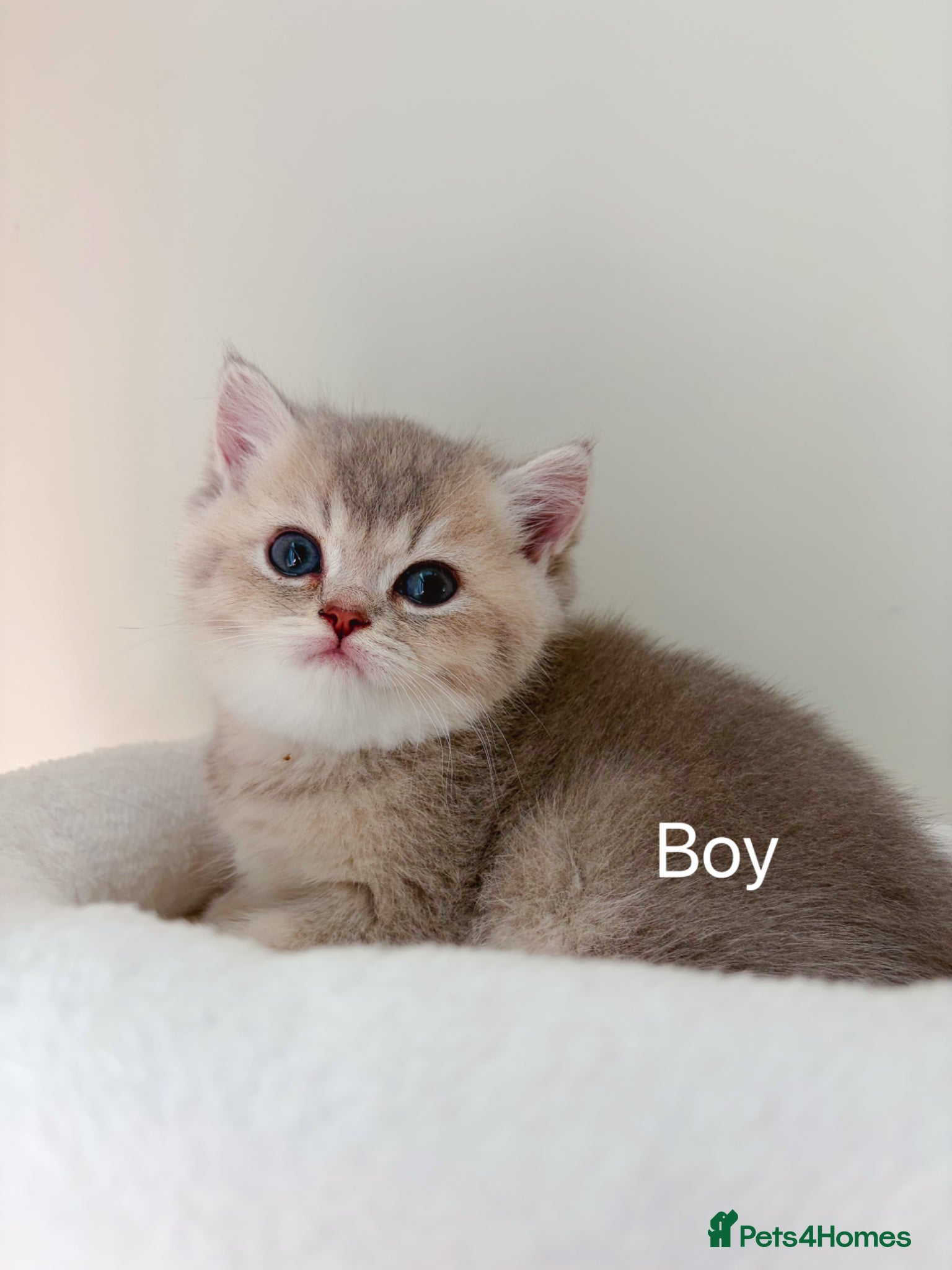 British Shorthair cats BSH - 3 boys 1 girl - Advert 2