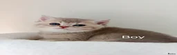 British Shorthair cats for sale: BSH - 4 boys 2 girls  - Advert 3