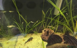 Live Bearers fish for sale: Guppys  - Image 1