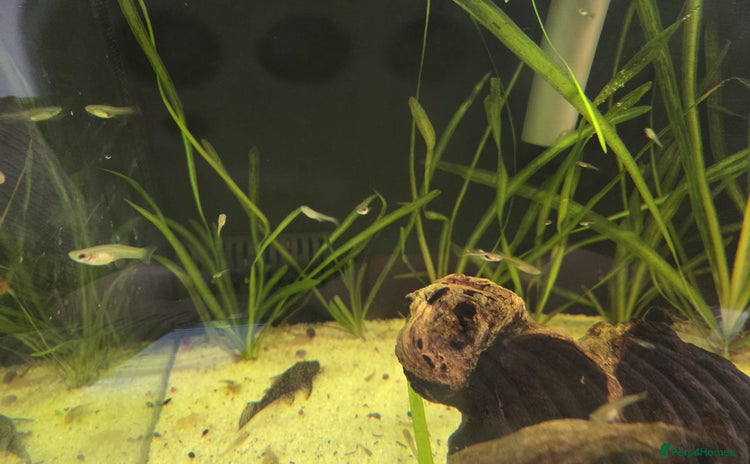 Live Bearers fish - Advert 1