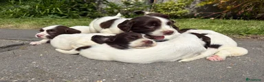 English Springer Spaniel 7