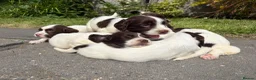 English Springer Spaniel dogs for sale: Working Line Liver And White Springer Spaniels - Advert 37