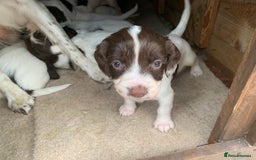 English Springer Spaniel dogs for sale: 7  Spingerspainel Puppies - Image 4