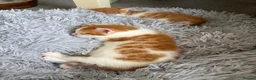 Mixed Breed cats for sale: Cute kittens ready to go  - Advert 8