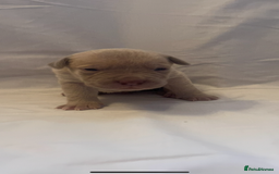 Mixed Breed dogs for sale: Cane Corso X mastiff - Image 5