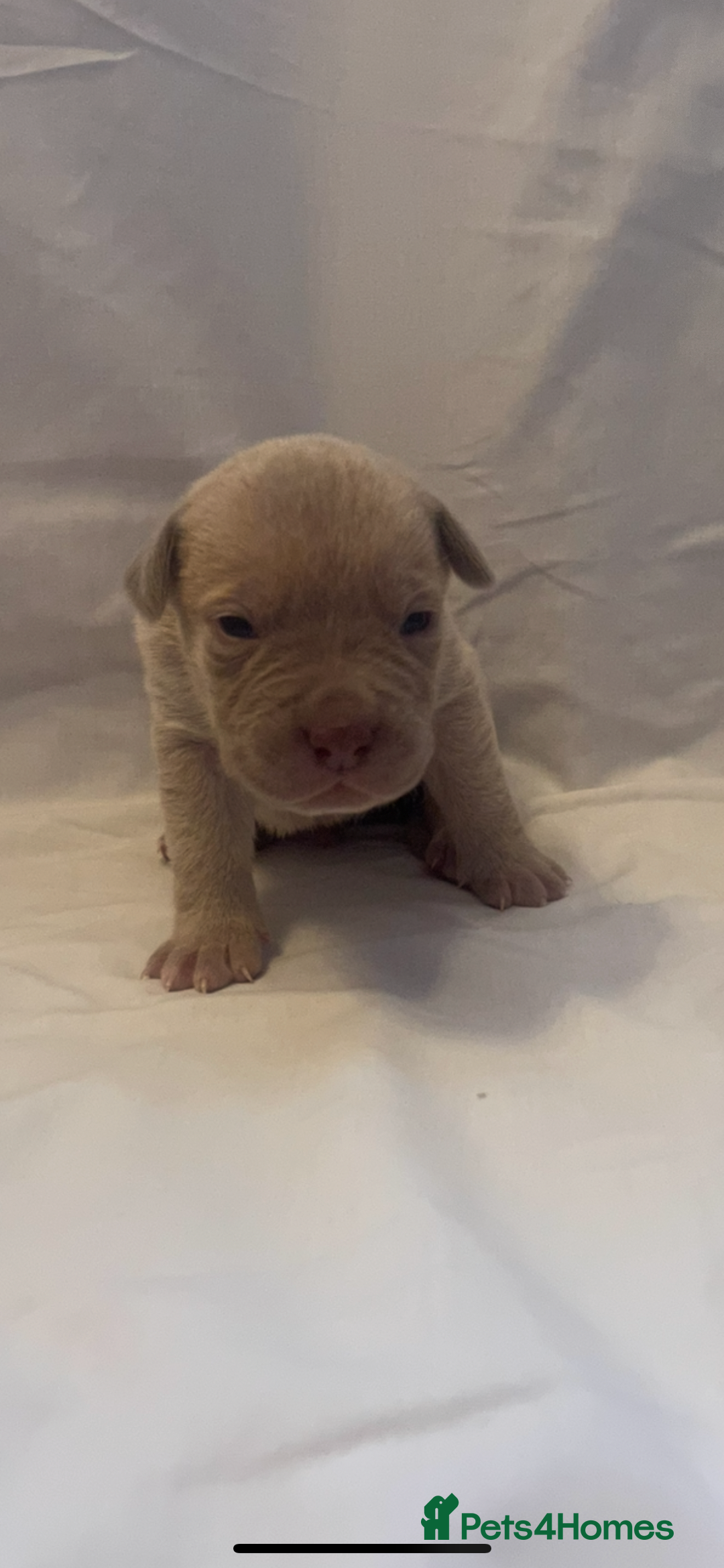 Mixed Breed dogs for sale: Cane Corso X mastiff - Image 5