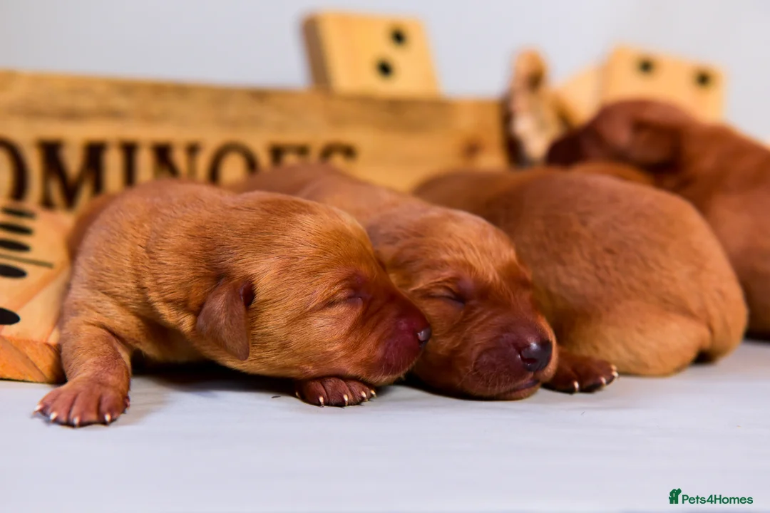 Labrador Retriever dogs for sale: Deep Red Quality Labrador Puppies - Advert 5