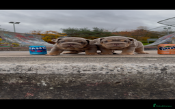 English Bulldog dogs for sale: Bulldogs ready to go!  - Image 10