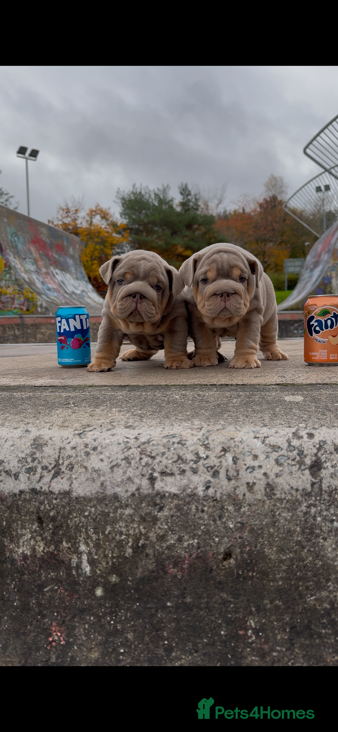 English Bulldog dogs for sale: Bulldogs ready to go!  - Image 10