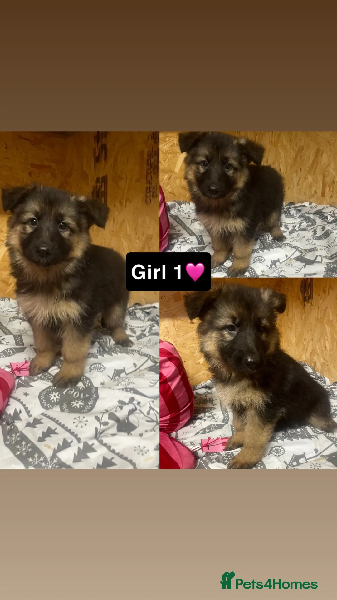 German Shepherd dogs for sale: Long hair German shepherd puppies  - Advert 6