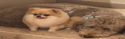 Pomeranian dogs for sale:  **  pom girl  in Epping - Advert 3