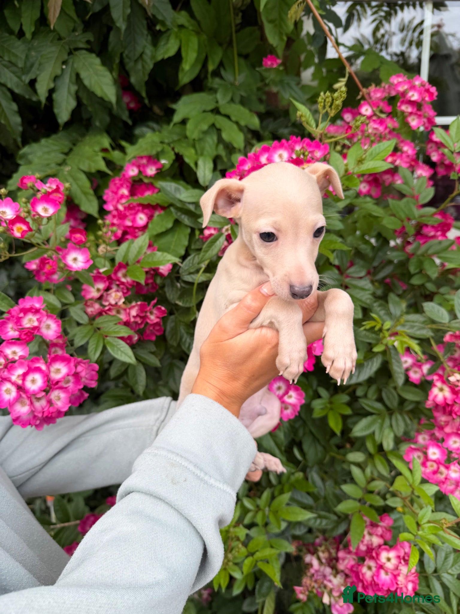 Italian Greyhound dogs 🐾Stunning cream kc registered iggys🐾 - Advert 2